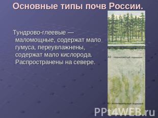 Основные типы почв России. Тундрово-глеевые — маломощные, содержат мало гумуса,