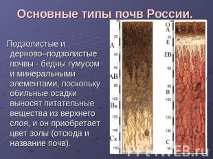 Основные типы почв России. Подзолистые и дерново–подзолистые почвы - бедны гумус