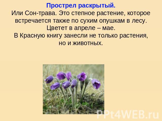 Прострел раскрытый.Или Сон-трава. Это степное растение, которое встречается также по сухим опушкам в лесу. Цветет в апреле – мае.В Красную книгу занесли не только растения, но и животных.