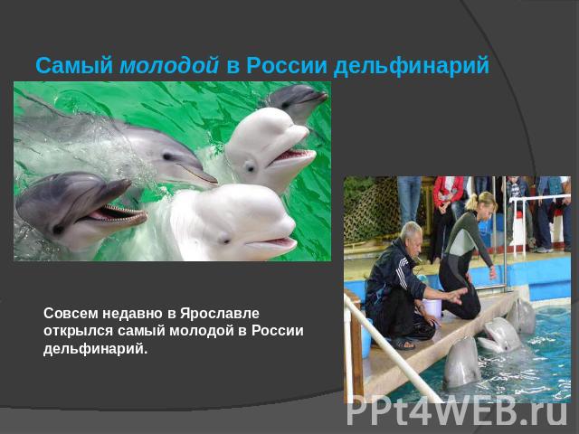 Самый молодой в России дельфинарий Совсем недавно в Ярославле открылся самый молодой в России дельфинарий.