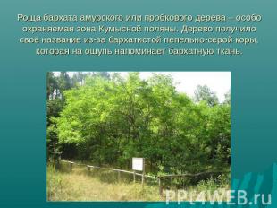 Роща бархата амурского или пробкового дерева – особо охраняемая зона Кумысной по