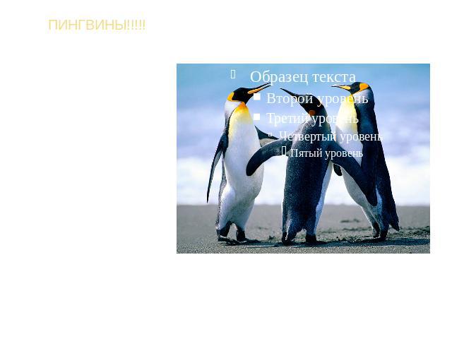 ПИНГВИНЫ!!!!!ААААА!! ЭТО ПИНГВИНЫ!Да так и есть пингвины убийцы людей!! Так что опасайтесь так сказать…Пингвин птица которая чаще всего живёт в холодных местах (вроде холодильника) пингвин не умеет летать зато умеет плавать и в том смысле лучше чем …