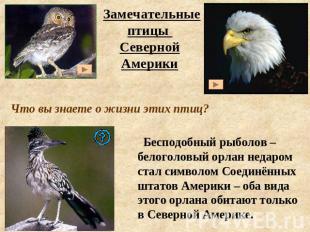 Замечательные птицы Северной АмерикиЧто вы знаете о жизни этих птиц? Бесподобный