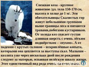 Снежная коза - крупное животное /дл. тела 150-170 см, высота в холке до 1 м/. Эт
