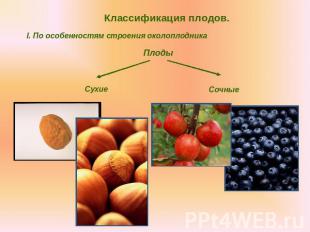 Классификация плодов.I. По особенностям строения околоплодникаПлодыСухиеСочные