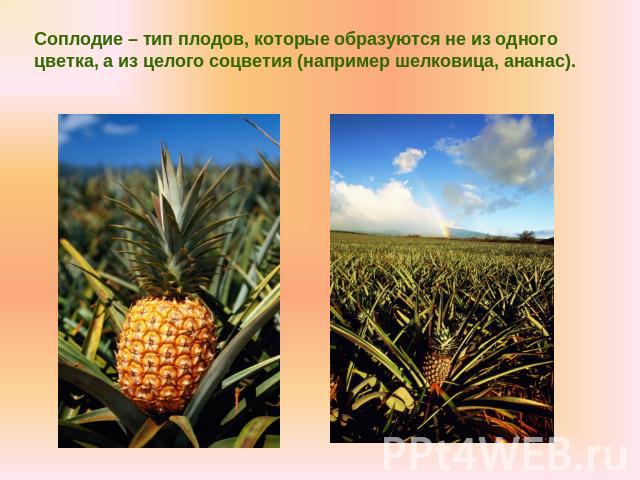 Соплодие – тип плодов, которые образуются не из одного цветка, а из целого соцветия (например шелковица, ананас).