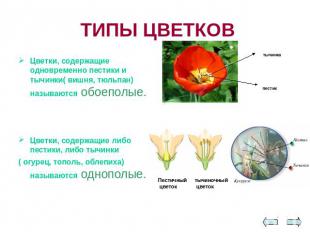 ТИПЫ ЦВЕТКОВ Цветки, содержащие одновременно пестики и тычинки( вишня, тюльпан)