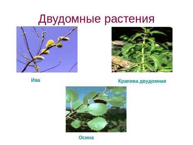 Двудомные растения ИваКрапива двудомнаяОсина