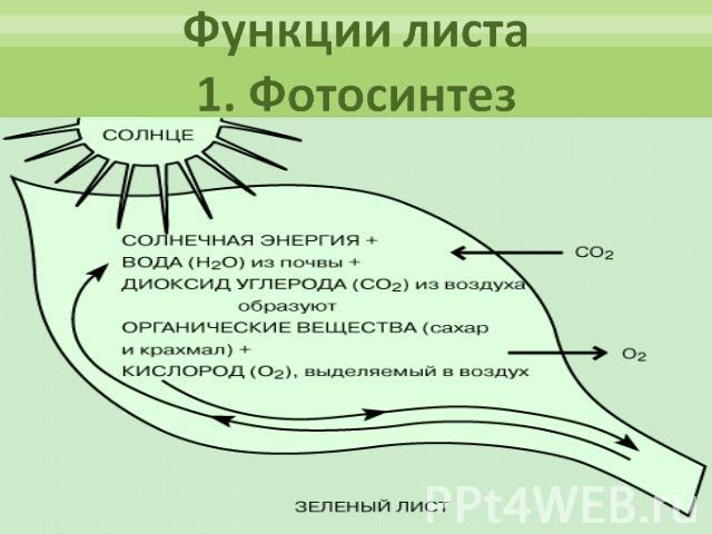 Функции листа1. Фотосинтез