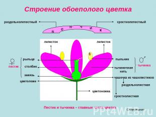 Строение обоеполого цветка Пестик и тычинка – главные части цветка