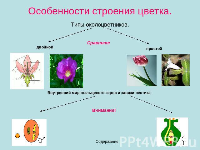 Особенности строения цветка. Типы околоцветников.СравнитедвойнойпростойВнутренний мир пыльцевого зерна и завязи пестикаВнимание!