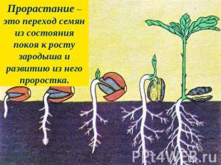 Прорастание – это переход семян из состояния покоя к росту зародыша и развитию и