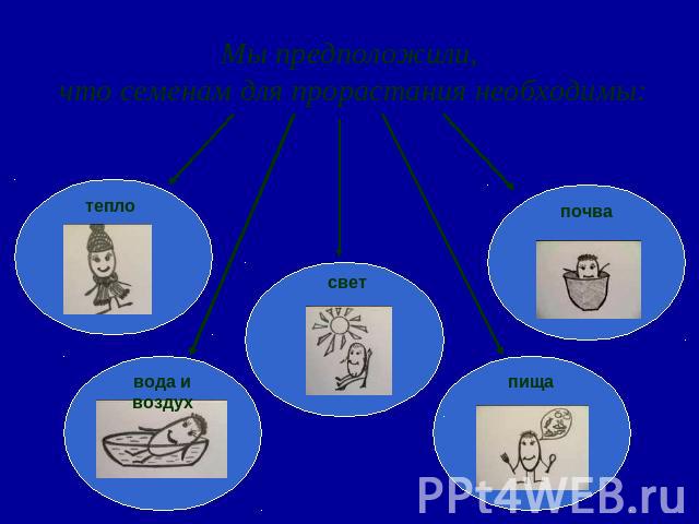 Мы предположили, что семенам для прорастания необходимы:
