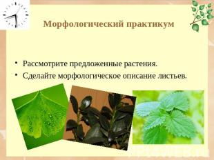 Морфологический практикум Рассмотрите предложенные растения. Сделайте морфологич