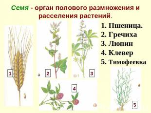 Семя - орган полового размножения и расселения растений. 1. Пшеница. 2. Гречиха3