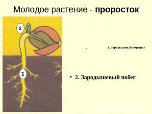 Молодое растение - проросток 1. Зародышевый корешок 2. Зародышевый побег