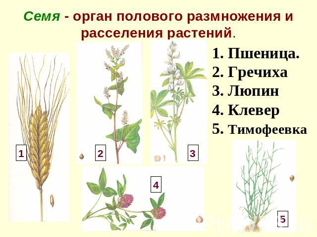 Семя - орган полового размножения и расселения растений. 1. Пшеница. 2. Гречиха3. Люпин4. Клевер5. Тимофеевка