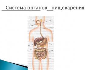 Система органов пищеварения