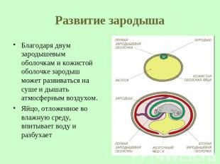 Развитие зародыша Благодаря двум зародышевым оболочкам и кожистой оболочке зарод