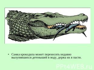 Самка крокодила может переносить недавно вылупившихся детенышей в воду, держа их