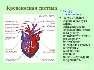 Кровеносная система Сердце трехкамерное.Такое строение сердца и две дуги аорты,