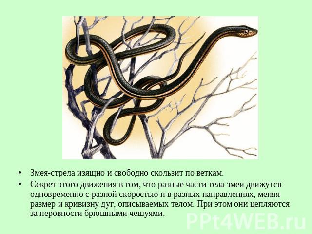 Змея-стрела изящно и свободно скользит по веткам.Секрет этого движения в том, что разные части тела змеи движутся одновременно с разной скоростью и в разных направлениях, меняя размер и кривизну дуг, описываемых телом. При этом они цепляются за неро…