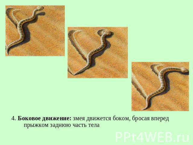 4. Боковое движение: змея движется боком, бросая вперед прыжком заднюю часть тела