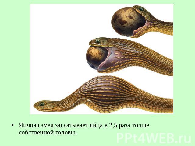 Яичная змея заглатывает яйца в 2,5 раза толще собственной головы.