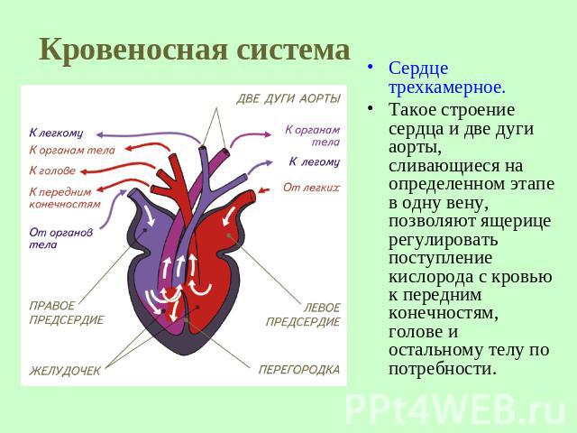 Кровеносная система Сердце трехкамерное.Такое строение сердца и две дуги аорты, сливающиеся на определенном этапе в одну вену, позволяют ящерице регулировать поступление кислорода с кровью к передним конечностям, голове и остальному телу по потребности.
