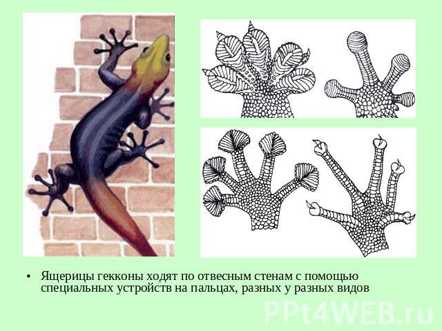 Ящерицы гекконы ходят по отвесным стенам с помощью специальных устройств на пальцах, разных у разных видов