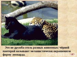 Это не дружба столь разных животных: чёрной пантерой называют меланистически окр
