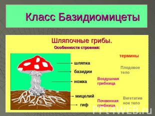 Класс Базидиомицеты Шляпочные грибы. Особенности строения:шляпкабазидииножкамице