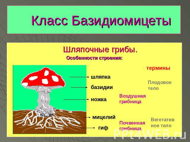Класс Базидиомицеты Шляпочные грибы. Особенности строения:шляпкабазидииножкамицелийгифтерминыПлодовое телоВегетативное телоВоздушная грибницаПочвенная грибница