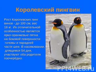 Королевский пингвин Рост Королевских пингвинов - до 100 см, вес 16 кг. Их отличи