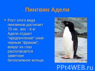 Пингвин Адели Рост этого вида пингвинов достигает 70 см,  вес - 6 кг. Адели отда