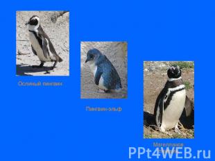 Ослиный пингвинПингвин-эльфМагелланов пингвин