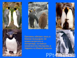 Пингвины обитают лишь в Южном полушарии. Их можно встретить в Антарктиде, на южн