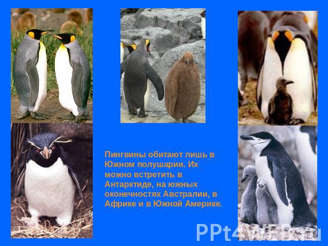 Пингвины обитают лишь в Южном полушарии. Их можно встретить в Антарктиде, на южных оконечностях Австралии, в Африке и в Южной Америке.