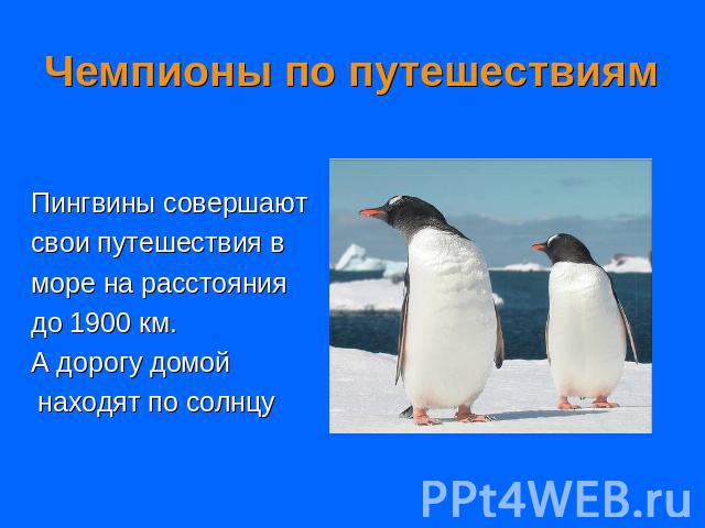 Чемпионы по путешествиям Пингвины совершают свои путешествия в море на расстояния до 1900 км. А дорогу домой находят по солнцу