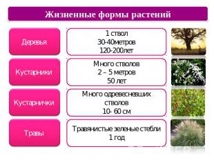 Жизненные формы растенийДеревья 1 ствол30-40метров120-200летКустарники Много ств
