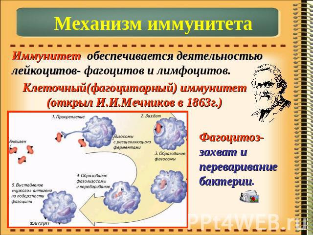 Механизм иммунитетаИммунитет обеспечивается деятельностью лейкоцитов- фагоцитов и лимфоцитов.Клеточный(фагоцитарный) иммунитет(открыл И.И.Мечников в 1863г.)Фагоцитоз- захват и переваривание бактерии.