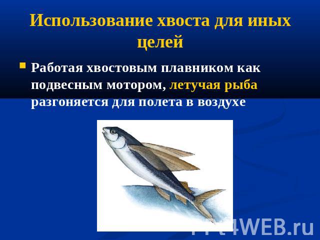 Использование хвоста для иных целей Работая хвостовым плавником как подвесным мотором, летучая рыба разгоняется для полета в воздухе