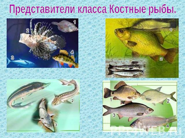 Класс Рыбы Фото