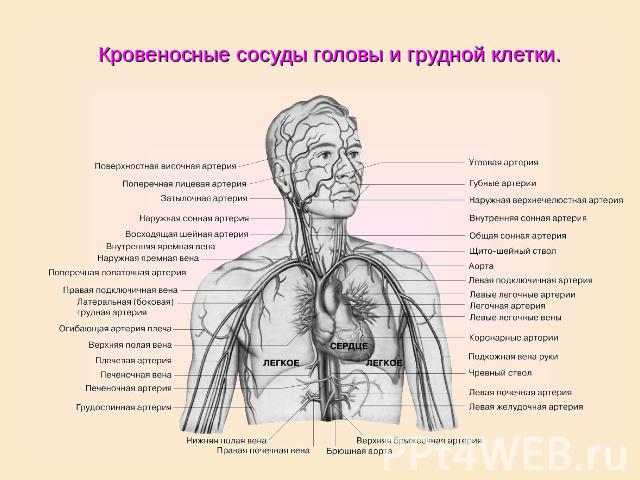 Кровеносные сосуды головы и грудной клетки.