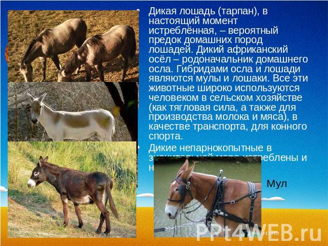 Дикая лошадь (тарпан), в настоящий момент истреблённая, – вероятный предок домашних пород лошадей. Дикий африканский осёл – родоначальник домашнего осла. Гибридами осла и лошади являются мулы и лошаки. Все эти животные широко используются человеком …