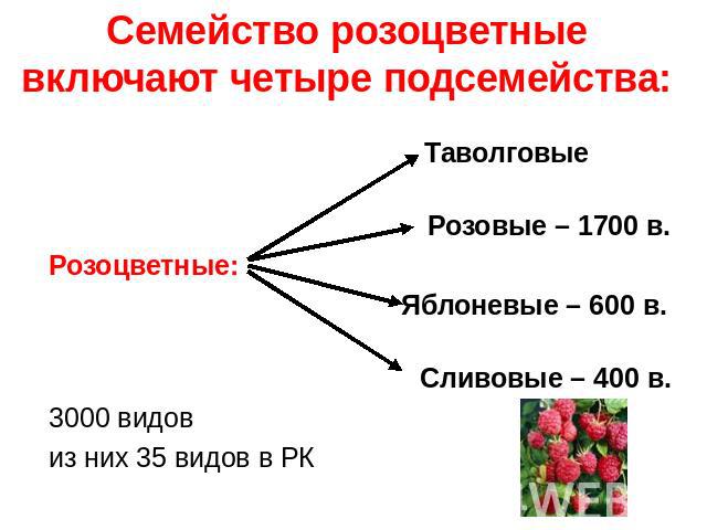 Семейство розоцветные включают четыре подсемейства: Таволговые Розовые – 1700 в.Розоцветные: Яблоневые – 600 в. Сливовые – 400 в.3000 видовиз них 35 видов в РК