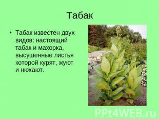 Табак Табак известен двух видов: настоящий табак и махорка, высушенные листья ко
