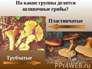 На какие группы делятся шляпочные грибы? ПластинчатыеТрубчатые