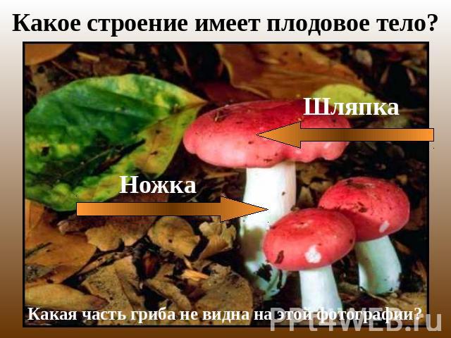 Какое строение имеет плодовое тело? ШляпкаНожкаКакая часть гриба не видна на этой фотографии?