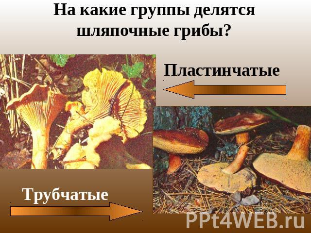 На какие группы делятся шляпочные грибы? ПластинчатыеТрубчатые